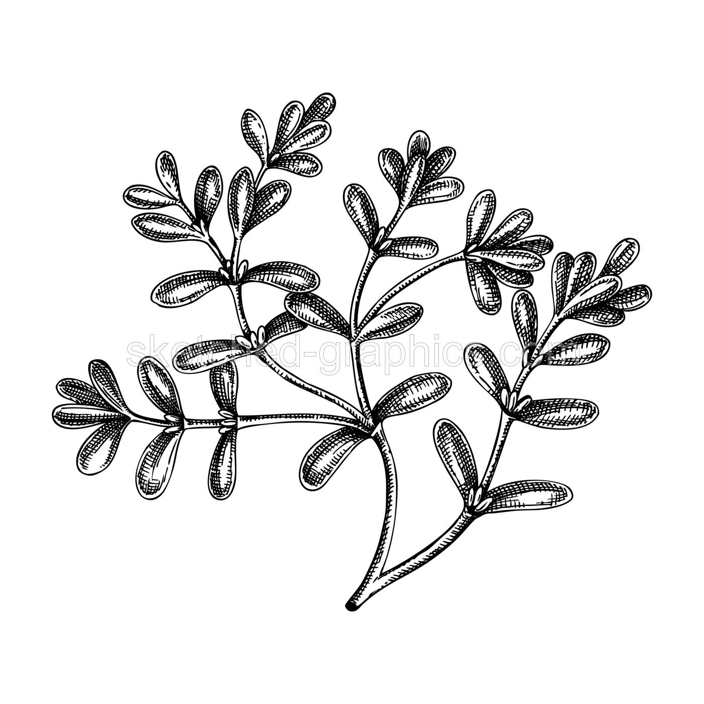 Fresh purslane sketch. Garden herbs drawing. Organic green leaf vegetable. Hand-sketched pursley plant. Vector illustration of raw cultivated purslane. Perfect for grocery, markets, packaging, recipes Illustration
